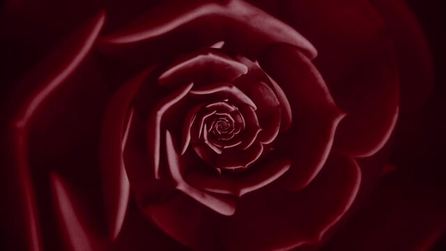 Abstract floral background of colorful spinning succulent, seamless loop. Animation. Beautiful rotating dark red plant.