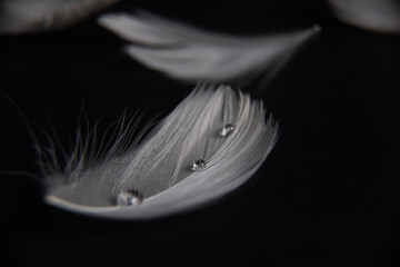 Obraz premium white bird feather with three drops of water on the background of feathers on a black background 