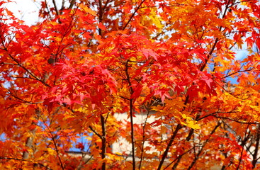 日本、栃木県日光。秋の山の紅葉。真っ赤な樹木と葉っぱ