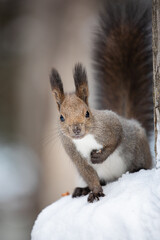 木の実を抱えたエゾリス