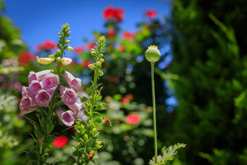 Spring roses in a garden