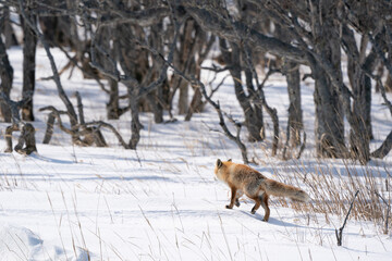 森へと帰っていくキタキツネ