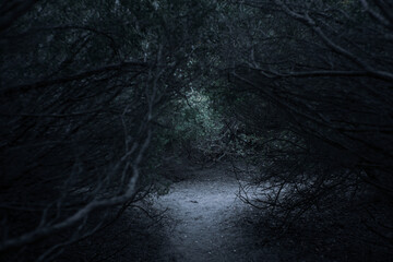 Tangled Thicket of Brush and Branches