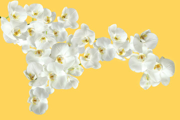 Large white blooming orchid branch on yellow background, lots of flowers