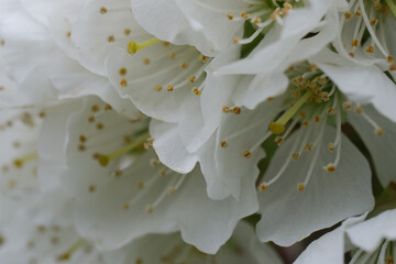 close up of white cherry flower