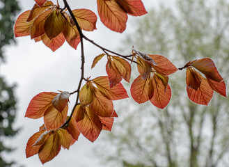 The Copper beech tree (Fagus sylvatica purpurea) leaves isolated, close up, macro, detail.
