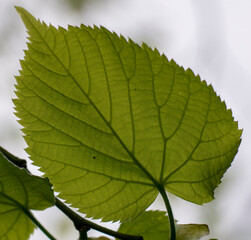 Tilia platyphyllos green leaves. The tree is also known as large leaved lime or linden.