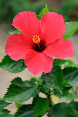 A Beautiful Red Hibiscus