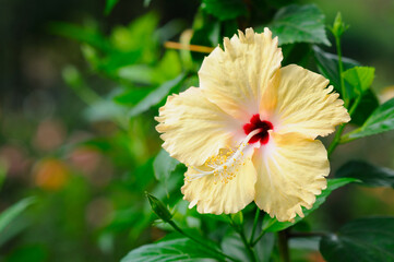 A Beautiful Yellow Hibiscus