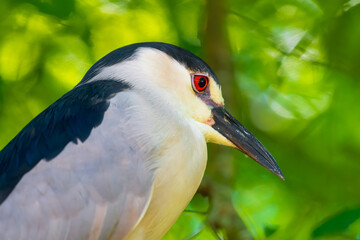 Black-crowned Night Heron