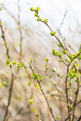 Young foliage on the branches, selective focus. Spring sprout on a sunny day. Spring nature background.