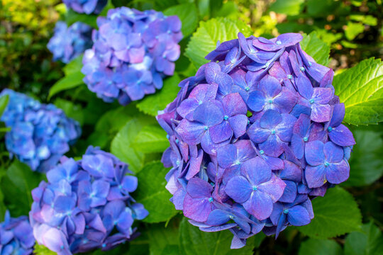 Images of blue and purple hydrangeas in full bloom after the rain.