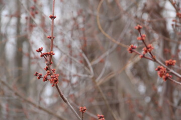 budding and blooming red spring flowers in the forest
