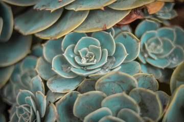 flower, plant, succulent, nature, green, macro, cactus, leaf, flora, leaves, close-up, garden, dahlia, pink, closeup, abstract, petal, red, pattern, beautiful, color, echeveria, beauty, floral