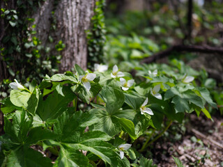 春の林床で咲くオオバナノエンレイソウ
