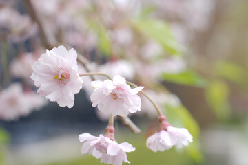 cherry blossoms white flowers closeup