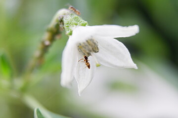 ant on a flower
