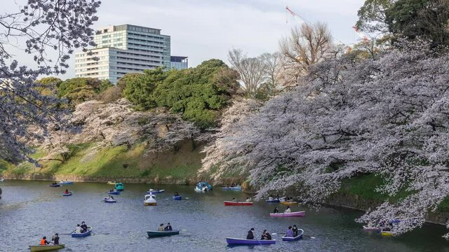 Colorful rowing boats on moat next to Sakura Cherry Blossoms in Tokyo