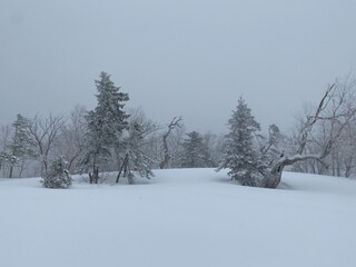 snow covered trees