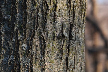 Close up on tree bark in the woods
