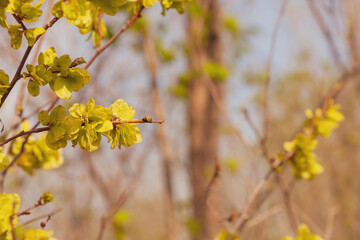 Elm branches with spherical fruit achenes in the steppe forest belt in spring. Selective focus.