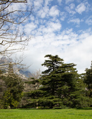 Beautiful trees in spring on the southern coast of Crimea  in Yalta