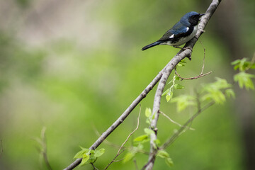 Black throated blue