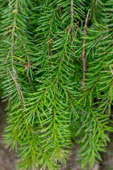 Picea omorica (omorika) also known as Serbian spruce, Pančić spruce branches and needles. Close up . Detail.
