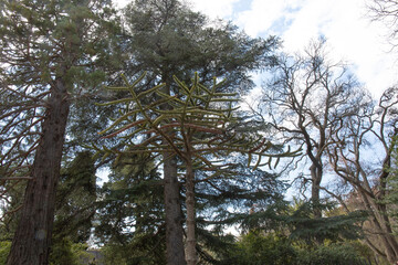 Beautiful trees in spring on the southern coast of Crimea  in Yalta