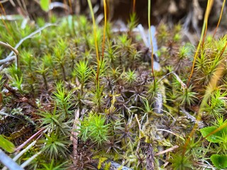 moss on the ground