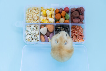 top view child hamster on a box with various food