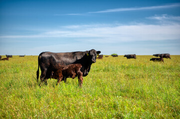 A black angus cow and calf graze on a green meadow.