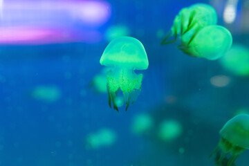 beautiful jellyfish swimming in a fish tank