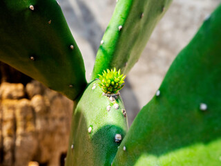 Close-up beautiful cactus flower.