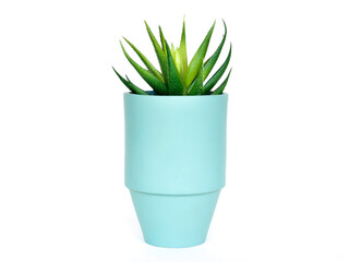Ceramic plant pot light green color on white background.