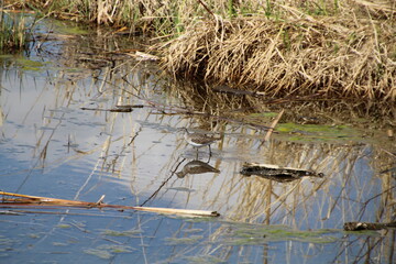Life In The Wetlands, Pylypow Wetlands, Edmonton, Alberta
