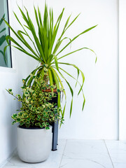 Two simple style plant pots with green leaves.
