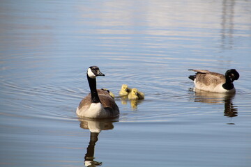 Young Family Of Geese, Pylypow Wetlands, Edmonton, Alberta
