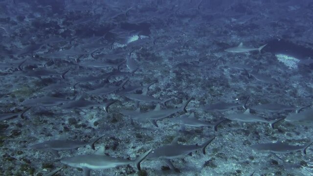 School of blacktip reef shark underwater in tuamotu