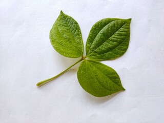 Leaves on a white background