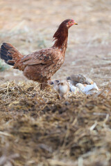 Little chicks with mother chicken searching food