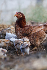 Little chicks with mother chicken searching food	
