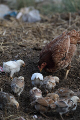 Little chicks with mother chicken searching food	
