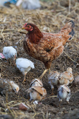 Little chicks with mother chicken searching food	
