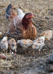 Little chicks with mother chicken searching food