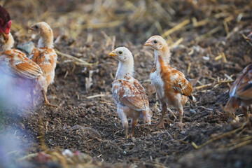 Little chicks searching food in ground