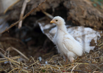Little baby chick searching food in ground	
