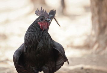 Indian breed black chicken or rooster in a farmyard