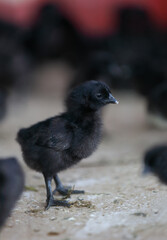 Adorable baby black chickens in cage	
