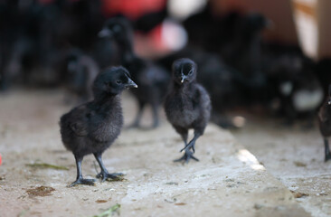Adorable baby black chickens in cage